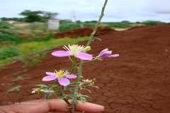 Cleome chelidonii